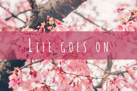 Cherry blossoming in the sunshine with Life goes on wording. Spring and tranquil nature concept. Toned image. Horizontalの写真素材