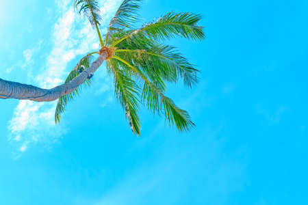 Palm and the blue sky. Tropical background with copy space. Vacation, relaxation, ecology, close to nature conceptの写真素材