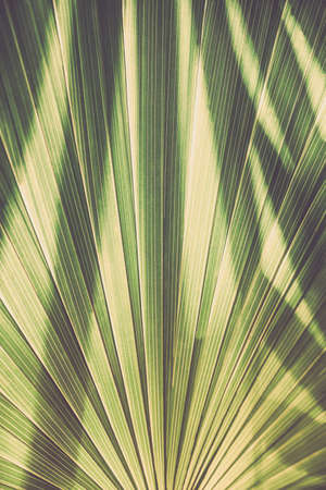 Abstract background with light and shadow texture on palm leaf. Nature, greenery, organics, tropical vacations concept. Place for text, toned imageの写真素材