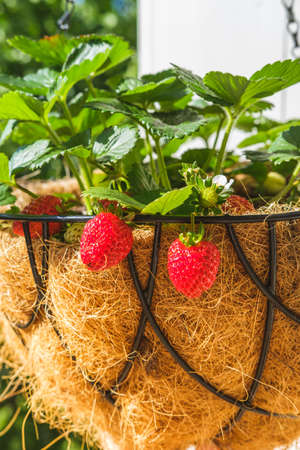 Strawberry in hanging basket with coconat liner at the condo balcony. Gardening, hobby, organic produce, green home concept. Close upの写真素材
