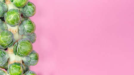 Brussels sprouts stem on the solid color drop. Farmer market, easy cooking, healthy eating, cooking at home, vegetarian and vegan concepts. Close up, banner format with place for textの写真素材