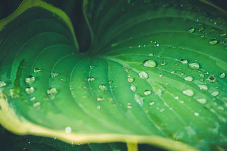 Lush green background with hasta leaf and rain drops. Ecology, nature, calm, back to nature concept. Dark multipurpose drop with place for text, tonedの写真素材