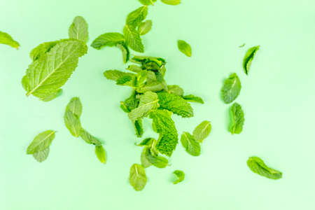 Mint leaves falling to the trendy solid green backdrop, ecology and messthetics concept, copy spaceの写真素材