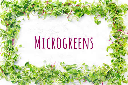 Mixed microgreens frame. Superfood snack, healthy eating, plant diet, vegan concept. Horizontal with Microgreens wordingの写真素材