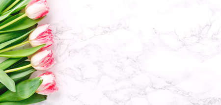 Pink tulips on white marble background. Spring and celebration concept. Copy space. Top view. Top view. Horizontal, wide screen banner formatの写真素材