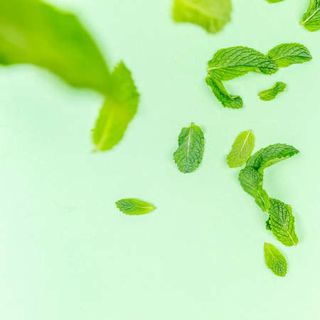 Mint leaves falling to the trendy solid green backdrop, ecology and messthetics concept, copy spaceの写真素材