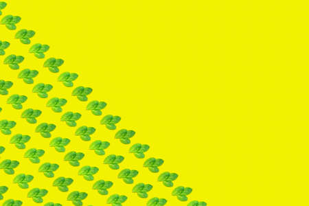 Pattern with mint leaves on the trendy solid yellow backdrop, ecology concept. Horizontalの写真素材