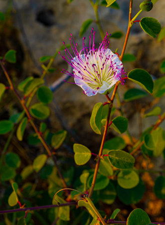 Close-up view on flowers over sunset lightの写真素材