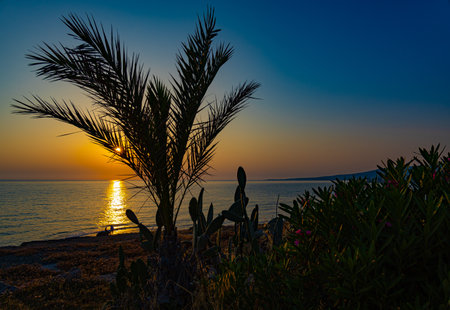 Dramatic summer sunset over palm trees near Mediterranean sea in Cyprusの写真素材