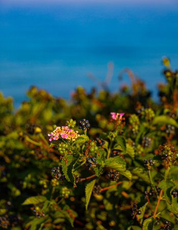 Close-up view on Lantana Camara against seaの写真素材
