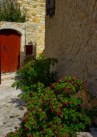 Flowering plant in street in Lofou village in Cyprusの写真素材