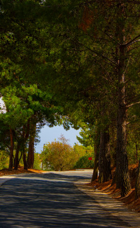 Road among cedrus trees in Cyprusの写真素材