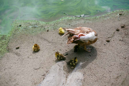 The musky duck is white and brown on the shore of the lake screams, hisses at the five yellow chicks. Metaphor of motherhood, caring, attracting attention, swearing at children in the animal kingdomの写真素材