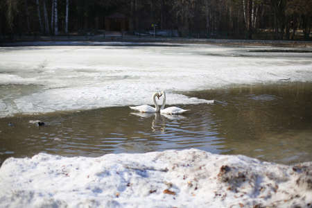 Two swans with each other, together, love, swim on a frozen lake, in the winter outdoors, in a zoo, dirty lake and snow, pollution of the environmentの写真素材