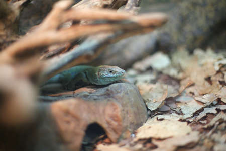 Blue lizard, reptile sits on a rock, in shelter, hunt, outdoors, in the air, in autumn, close-up, side viewの写真素材