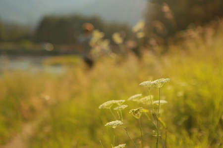 Wildflowers, grass close-up during sunset or dawn in the foreground, blurry from behind, free space