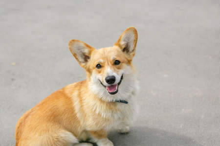 A yellow cute corgi against the gray background