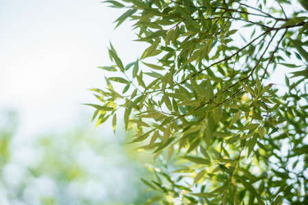 A beautiful green willow leafs ang twigs lighted by the sun in summer day