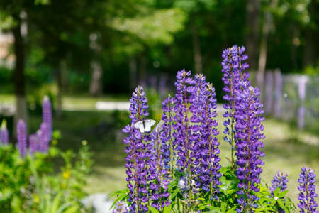 A beautiful purple garden lupin flowers with white butterfly in front of park treesの写真素材