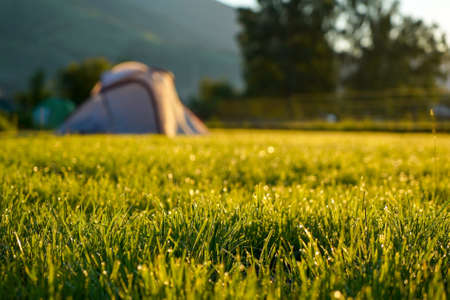 Field of green grass with drops of morning dew and touristic tent in background