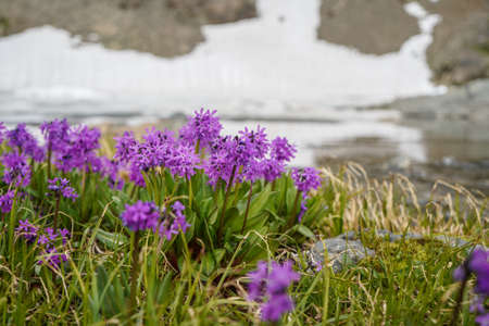 Little purple flowers are growing on mountain stones with snowy mountainside on the backgroundの写真素材