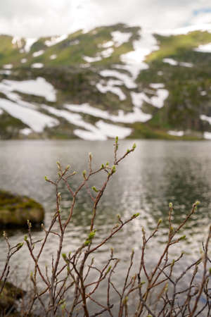 Spring dwarf mountain plants, mountain lake and mountainside with snowbanks on the backgroundの写真素材