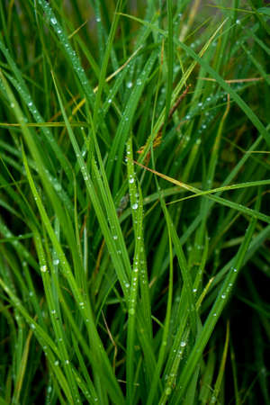 A bush of green grass with drops of morning dew, close up, free space, vertical