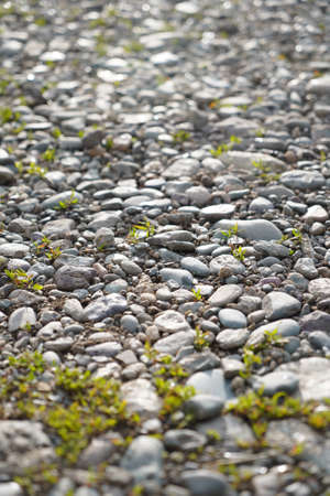 Gray stones lieing on the ground and little wild grass growing between them, close up, free space,...