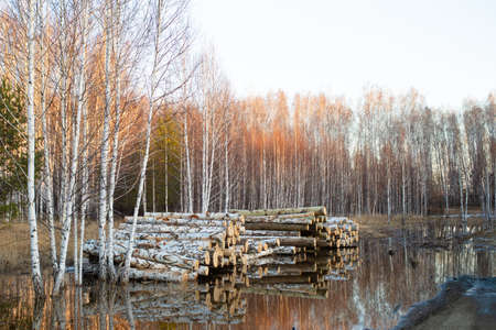 Stacks of logs of birch (woodpile, stacking of round wood). Timber industry. Log yard.
