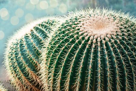 Tropical green plant cactus background. Natural round cacti with thorns. Front viewの写真素材