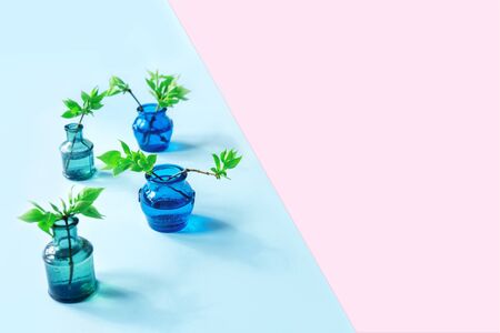 Blue and green vases, branches with young growing leaves. Blue and pink background. Eco or spring fresh concept. Flat lay style with copy space.の写真素材