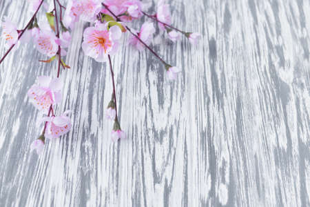 flowers pink spring warm sunny day on a wooden background white on mother's day, March 8 and Easterの写真素材