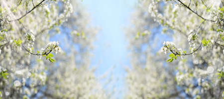 banner background with flowers and trees