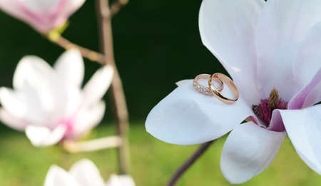 gold wedding rings for lovers on magnolia flowersの写真素材