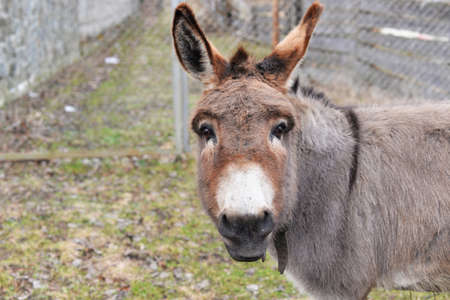 beautiful cute animal donkey gray on a farm in nature