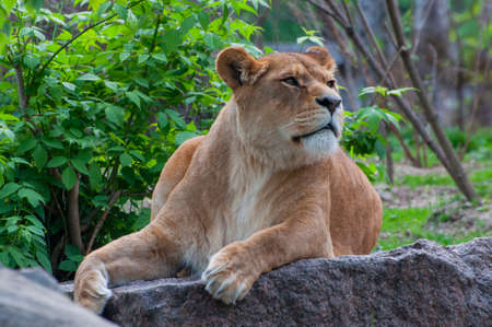 beautiful big lioness animal lies in nature