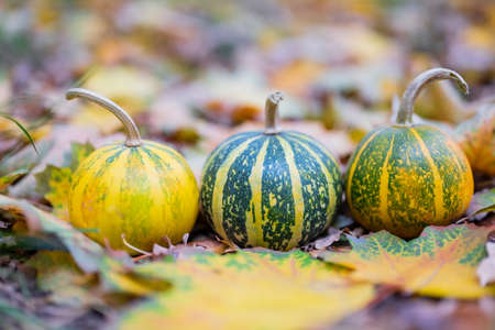 Autumn still life with pumpkins and fallen leaves. Selective focus.の写真素材