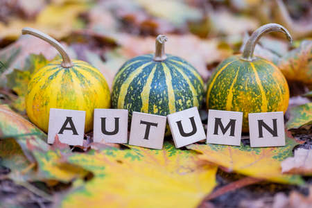 Autumn background with pumpkins, leaves and lettering Autumn.の写真素材