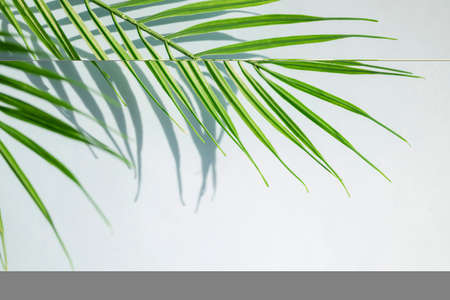 banner background with copy space minimalism with palm tree tropical branch with sunlight and shadowの写真素材