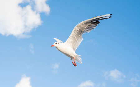 beautiful bird seagull soars in the sky