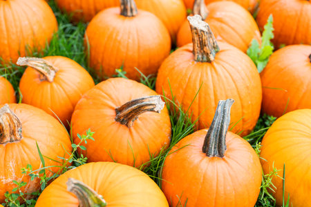 autumn decorations many ripe pumpkins for halloween