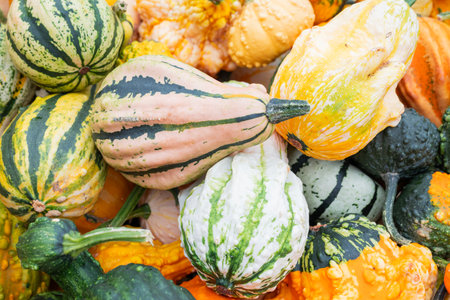 background wallpaper from varieties and types of pumpkins small many on the market in the storeの写真素材