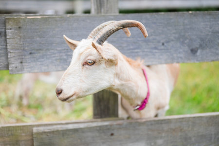 cute animal goat with horns in nature in the countrysideの写真素材