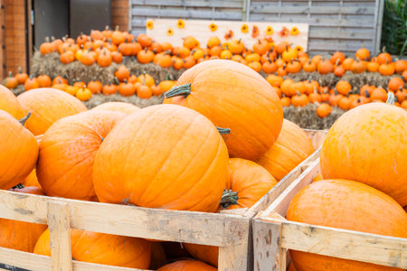 autumn decorations many ripe pumpkins for halloween