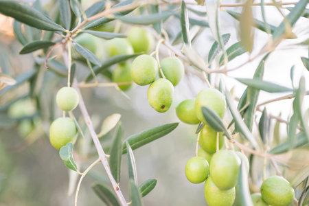 growing on trees with green olive leaves in sunny Croatiaの写真素材