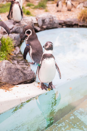 cute penguins near the waterの写真素材