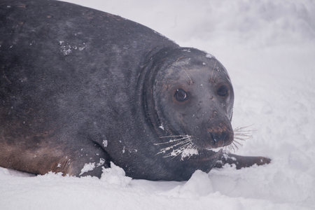 Winter landscape with a seal in the snow