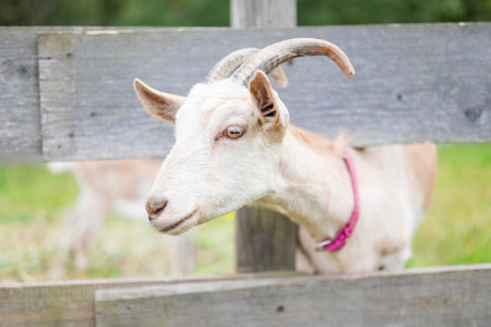 Close-up profile of a curious white goat with horns wearing a pink collar, peering through a wooden fence on a farm
