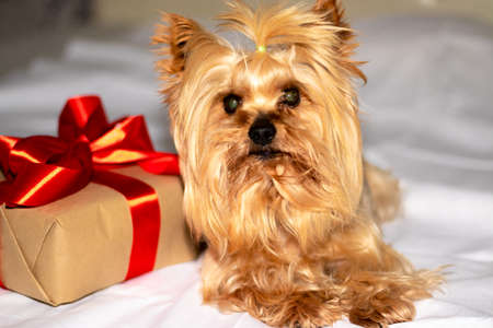 a Yorkshire terrier lies next to a gift with a red ribbonの写真素材