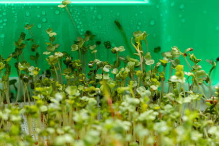 Microgreen grows in tray healthy diet vitamins